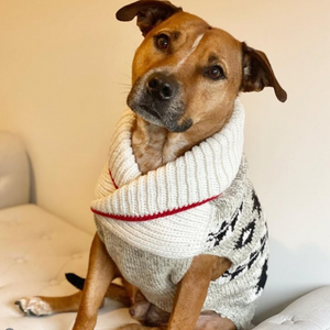 A pitbull wearing a cream and gray knit sweater with a red stripe and black pattern, sitting on a light-colored sofa.