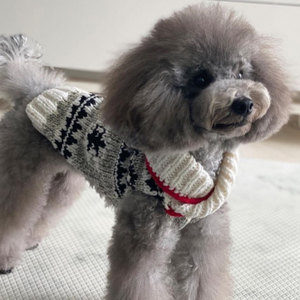 A gray poodle wearing a cream knit sweater vest with a black and white pattern and a red trim, standing indoors on a light-colored textured mat.