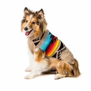 Dog wearing a colorful sweater on a white background