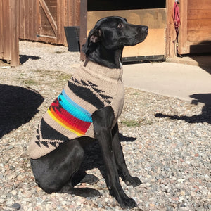 A black dog sitting on gravel wearing a beige knit sweater with black geometric patterns and a colorful striped band in blue, yellow, and red.