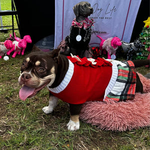 Bully rescue dog wearing a Red Christmas Bow Sweater Dress