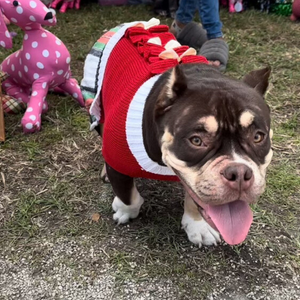Bulldog mix wearing this stylish Red Christmas Bow Sweater Dress with white bows and flannel plaid skirt