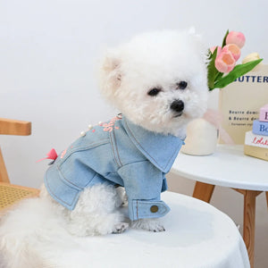 Small white dog wearing a blue denim jacket sitting on a chair.