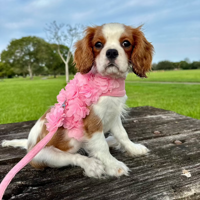 Pink Flower Dogs Harness & Leash Set