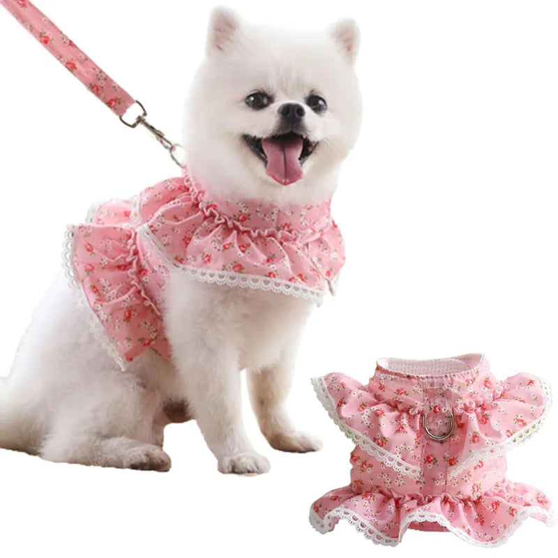 Pomeranian wearing a pink lace floral dog harness with a matching leash