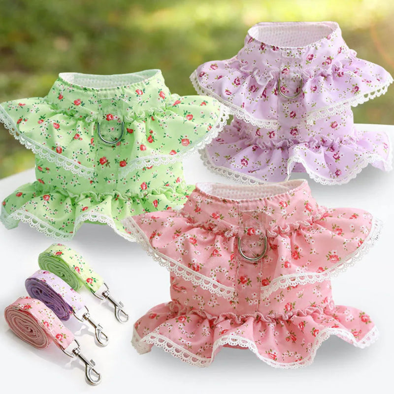 Pomeranian wearing a pink lace floral dog harness with a matching leash