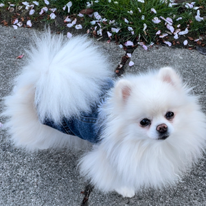 Pomeranian wearing Daisy Denim Dog Jacke.