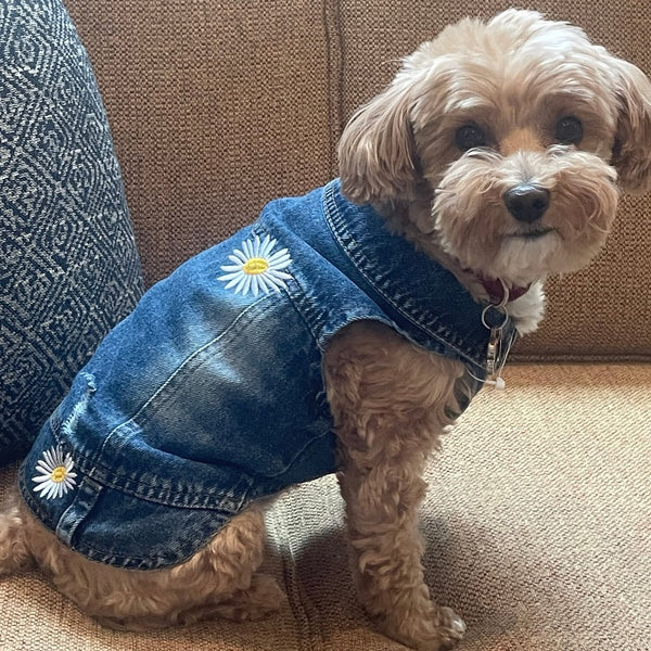 Dog jean clearance jacket target