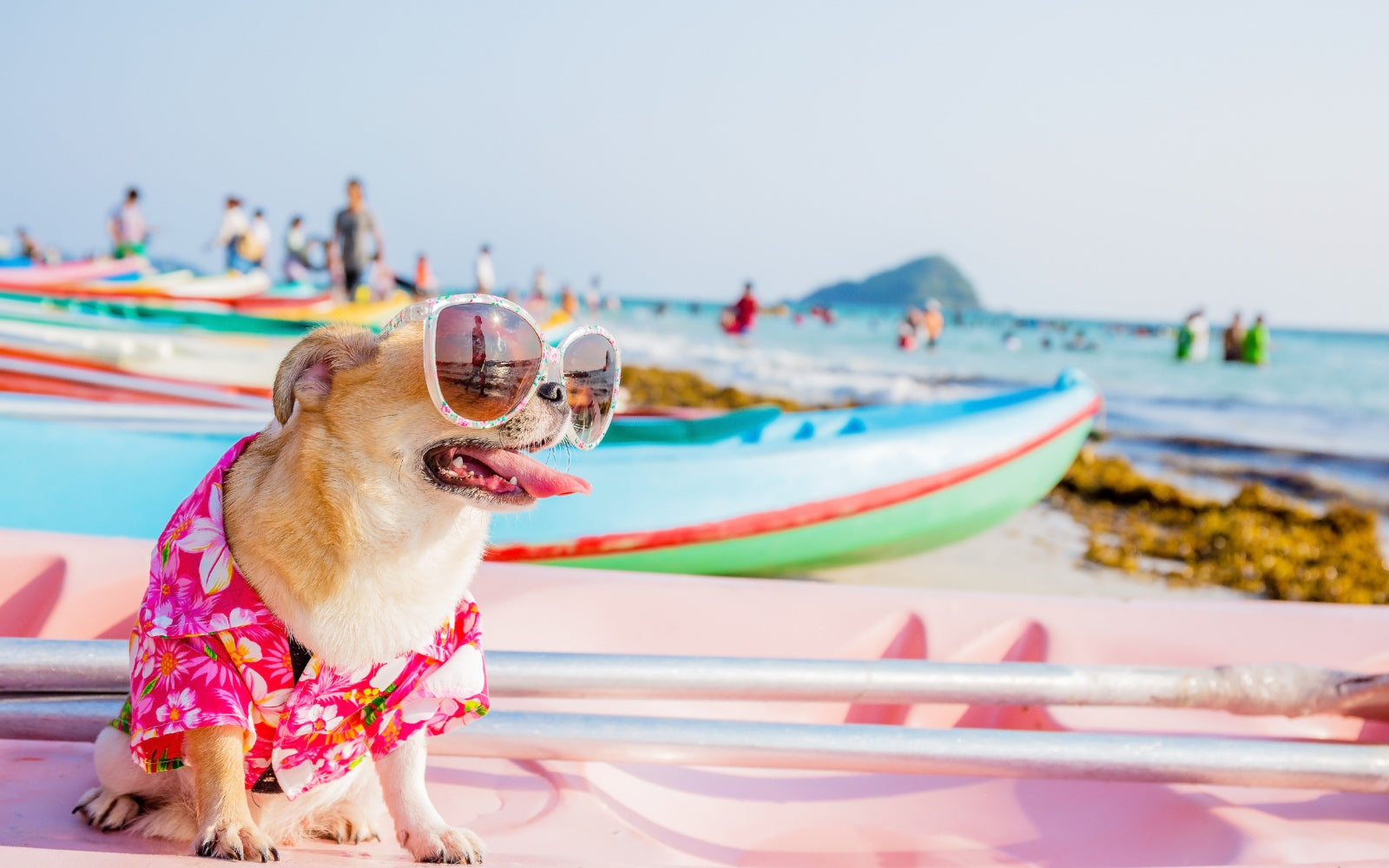 Dog fashion for all size breeds