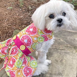 Maltese in Doggie Design - Citrus Slice Dog Dress w/ Matching Leash