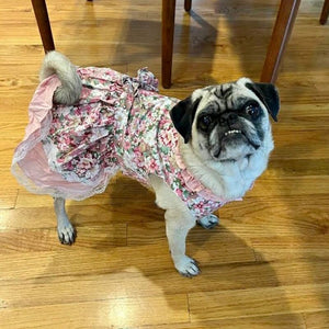 Dolly, the Pug, wearing a Vintage Rose Harness Dog Dress for her mama's wedding.