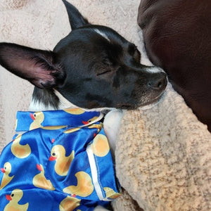 Chihuahua sleeping in Satin Rubber Duck Dog PJs