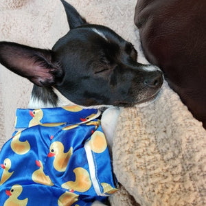 Chihuahua wearing Duck PJs