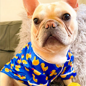 French bulldog wearing satin rubber ducky dog pajamas