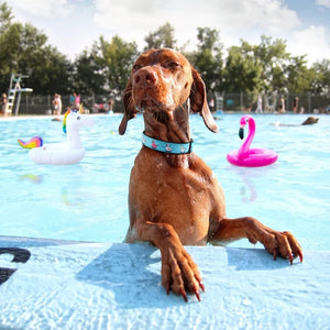Vizsla wearing Up Country Floaties Dog Collar while swimming in the pool.