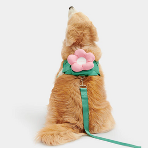 Golden Retriver wearing 3-in-1 backpack set