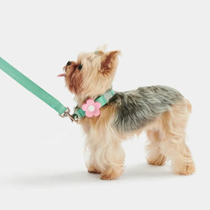 Yorkie in flower collar with matching green leash