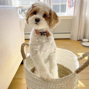 White and brown dog sitting in a decorative basket in a home setting wearing a flower power collar