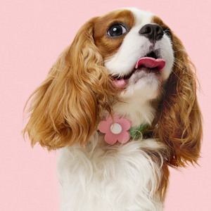 Cocker Spaniel in Flower Dog Collar