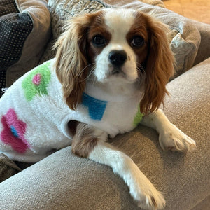 Small dog wearing a colorful soft fleece sitting on a couch.