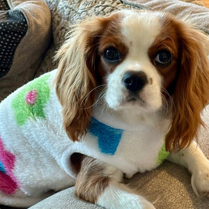 Dog wearing a colorful flower fleece sitting on a couch