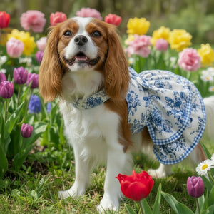 Cavalier wearing French Blui Toile Dog Dress