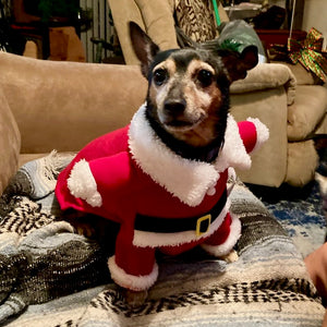 Chihuahua in Santa Dog Suit