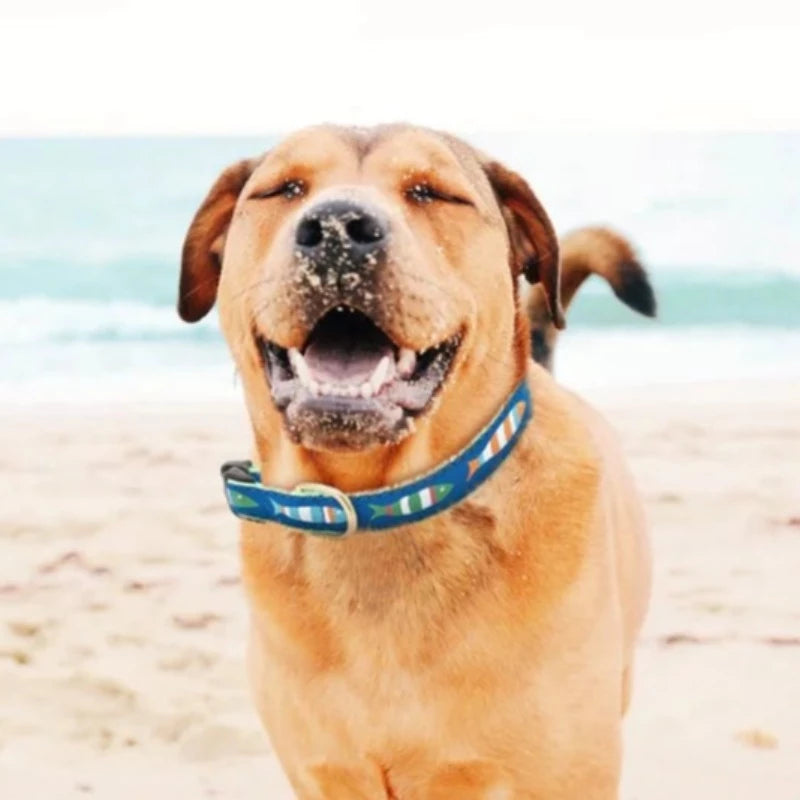 Up Country Funky Fish Dog Collar & Leash Matching Set is blue with mulitcolored fish pattern and light green trim accents