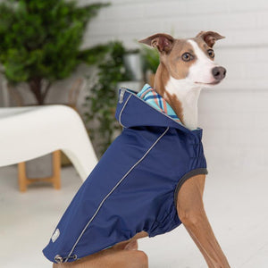 Whippet in Reversible Elasto-Fit Raincoat - Navy Plaid