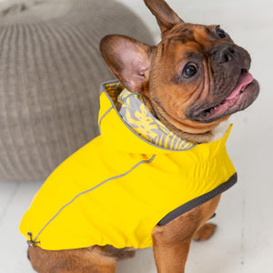 French bulldog in Reversible Elasto-Fit Dog Raincoat - Yellow