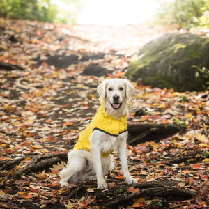 Retriver in Reversible Elasto-Fit Dog Raincoat - Yellow