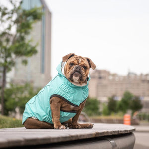 Bulldog in Reversible Dog Raincoat - Neon Aqua with Iridescent