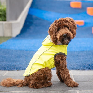 Labradoodle in Reversible Dog Raincoat - Neon Yellow Tie Dye