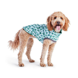 Labradoodle in Reversible Elasto-Fit Dog Raincoat - Cactus Green