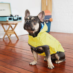 French bulldog in Reversible Elasto-Fit Dog Raincoat - Yellow/Blue Tie Dye