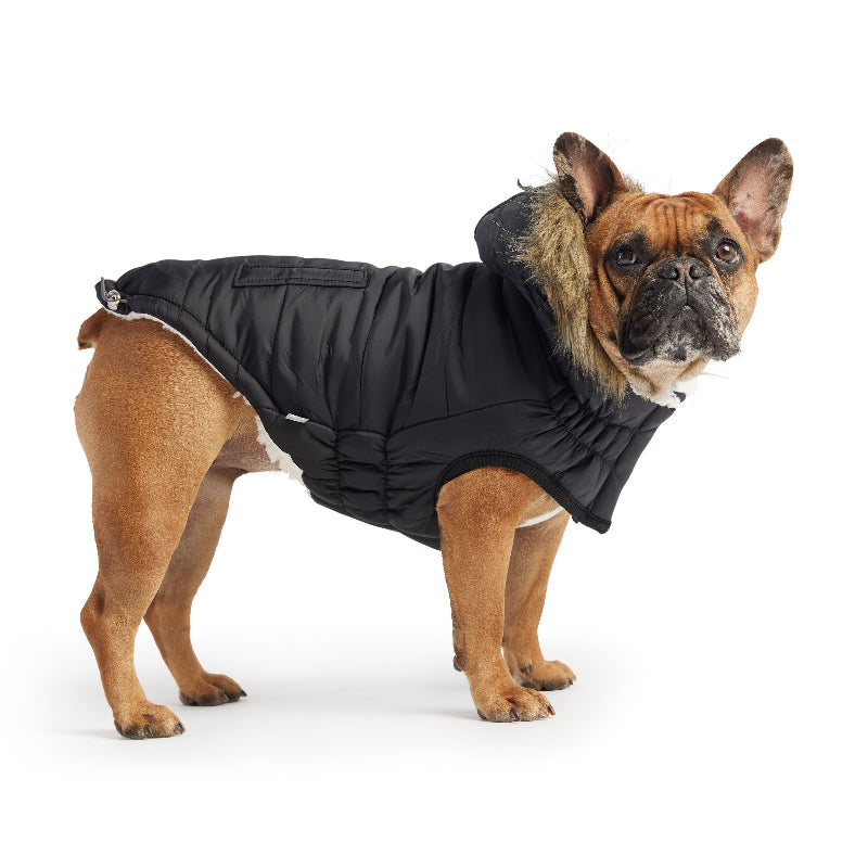 French bulldog in Urban Dog Parka - Black