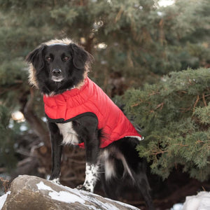 Black dog wearing Red Urban Dog Parka