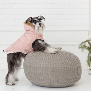 Schnauzer wearing  Pink urban dog parka