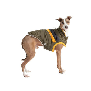 Italian Greyhound in Alpine Dog Puffer