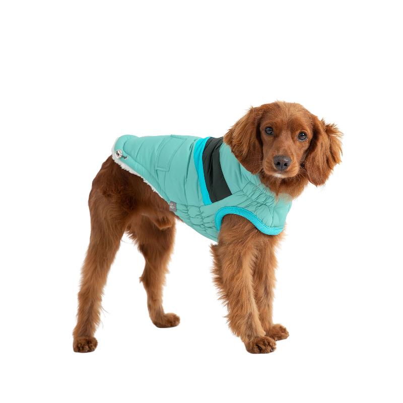 Golden Retreiver in Aqua puffer dog coat