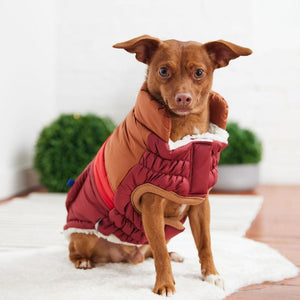 Dachschund wearing Retro Puffer - Dark Red