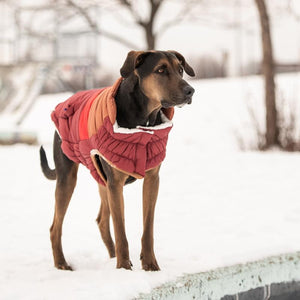 Rescue dog wearing Retro Puffer - Dark Red