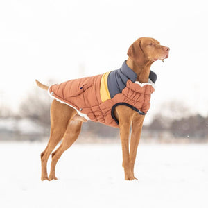 Vizsla in Retro Puffer - Hazel