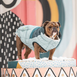 Bulldog wearing Retro Puffer Dog Coat - Light Blue