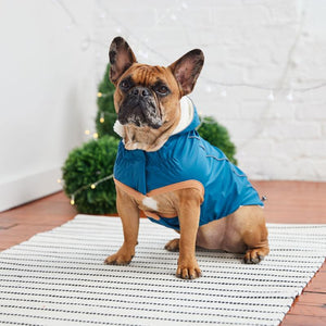 French bulldog in Insulated Dog Raincoat - Dark Blue