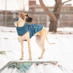 Great Dane in Insulated Dog Raincoat - Dark Blue