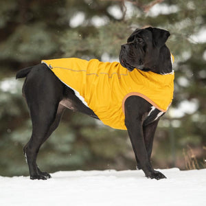 Bulldog wearing Insulated Dog Raincoat - Yellow in snow