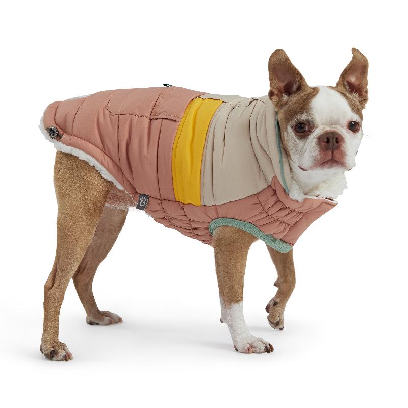 Boston Terrier wearing Clay Camplife Puffer