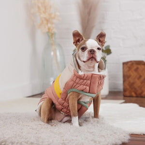 Boston Terrier wearing Clay Camplife Puffer