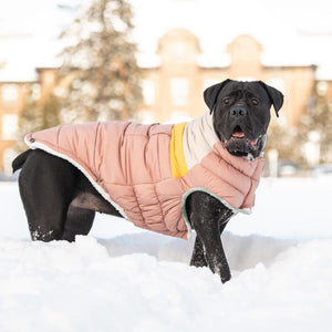 Black Lab wearing Clay Camplife Puffer